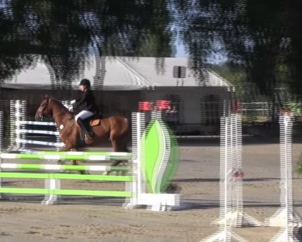 jumper Dant'e Dragon (Hanoverian, 2001, from D'Olympic)