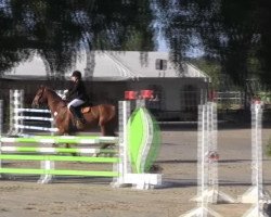 jumper Dant'e Dragon (Hanoverian, 2001, from D'Olympic)