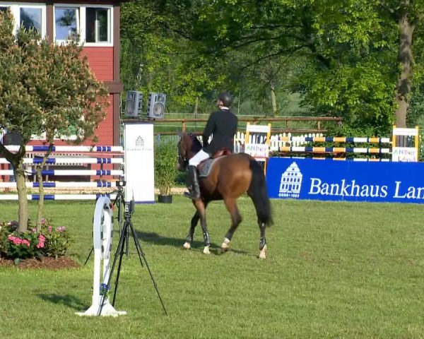 Springpferd Concordia 34 (Hannoveraner, 2006, von Cashman)