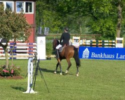 Springpferd Concordia 34 (Hannoveraner, 2006, von Cashman)