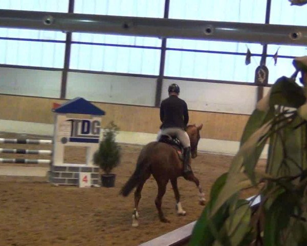 dressage horse Sally 657 (Hanoverian, 2008, from Sir Donnerhall I)