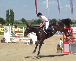 jumper Sakira 4 (Hanoverian, 2006, from Satisfaction FRH)