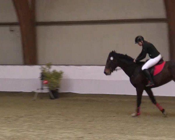 Pferd Flying High 12 (Hannoveraner, 2002, von Fly High)