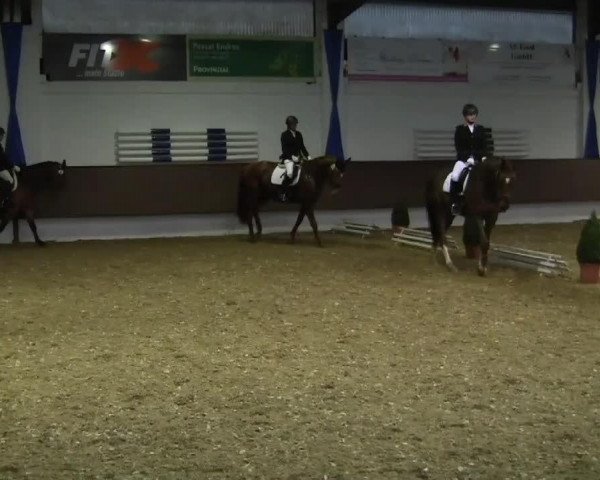 broodmare Weltinia (Hanoverian, 2004, from Weltmeyer)