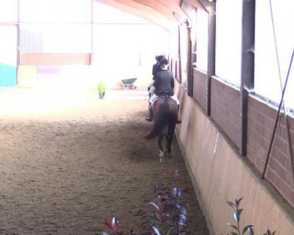 dressage horse Don Federico 2 (Hanoverian, 2005, from Don Vino)