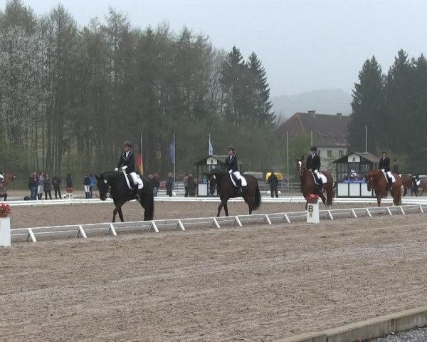 dressage horse William 309 (Hanoverian, 2007, from Weltmeyer)