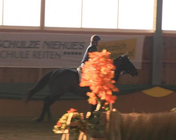 jumper Lumicino (Hanoverian, 2004, from Likoto xx) jumper Lumicino (Hanoverian, 2004, from Likoto xx)