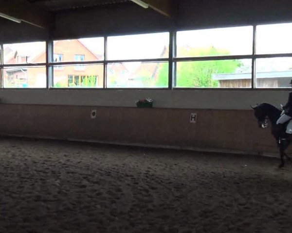 dressage horse Ma Jolie 11 (Hanoverian, 2002, from Metternich)