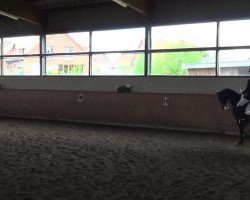 dressage horse Ma Jolie 11 (Hanoverian, 2002, from Metternich)