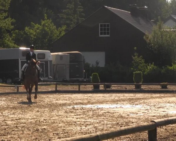 dressage horse Hot-Chocolate (Hanoverian, 2006, from Hochadel)