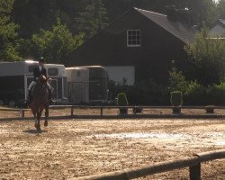dressage horse Hot-Chocolate (Hanoverian, 2006, from Hochadel)