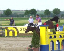 broodmare Flying Girl 19 (Hanoverian, 2004, from Fly High)