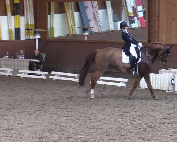 Reitturnier Buchholz in der Nordheide 2021