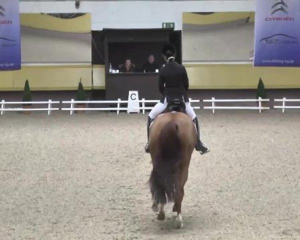 dressage horse Rompicolo (Hanoverian, 2004, from Rosentau)