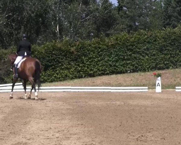 dressage horse Lillebror L (Hanoverian, 2004, from Lauries Crusador xx)