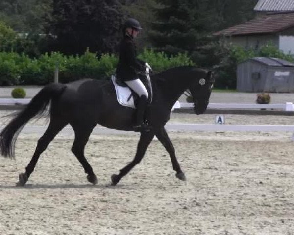 dressage horse Fair Name (Hanoverian, 2003, from For Feeling)