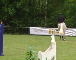 Springpferd Silver 289 (Hannoveraner, 2006, von Stakkato)