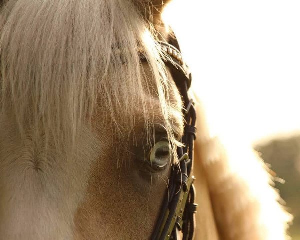dressage horse Golden Geronimo (German Riding Pony, 2010, from Genesis B)