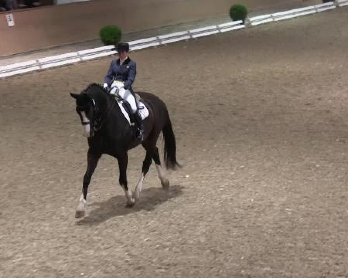 dressage horse Double Point (Hanoverian, 2003, from Don Frederico)
