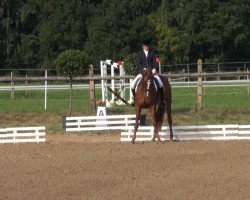 dressage horse Lord Leo E (Hanoverian, 2007, from Londonderry)
