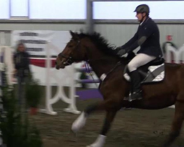 jumper Gilette 16 (Hanoverian, 2006, from Graf Top) jumper Gilette 16 (Hanoverian, 2006, from Graf Top)