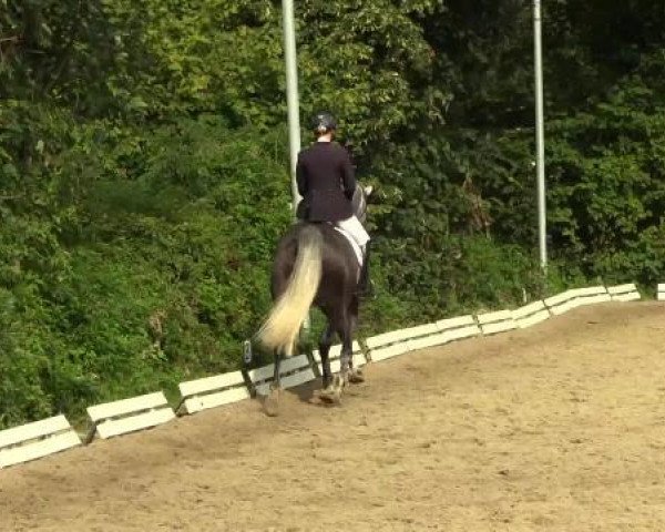 dressage horse Laskalino (Hanoverian, 2006, from Lanciano)