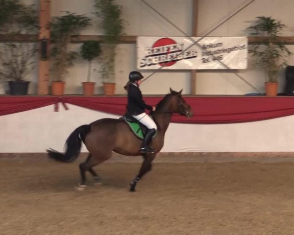 dressage horse Wind of Change 35 (Hanoverian, 2006, from Wind Dancer)