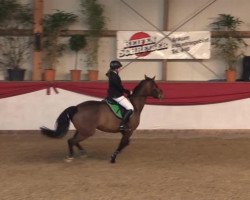 dressage horse Wind of Change 35 (Hanoverian, 2006, from Wind Dancer)