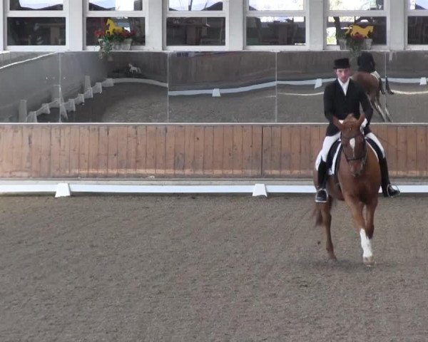 dressage horse Waitano 3 (Hanoverian, 2000, from Werther's Wels) dressage horse Waitano 3 (Hanoverian, 2000, from Werther's Wels)