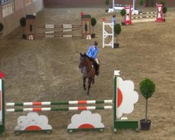 jumper Amazing Grace 47 (Hanoverian, 2006, from Askanier)