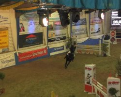 jumper Del-Heinrich (Hanoverian, 2001, from Del Piero)