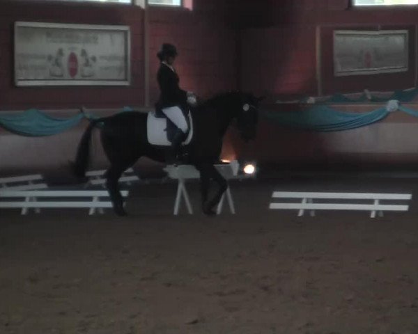 dressage horse Donna de Luna (Hanoverian, 2004, from De Kooning)