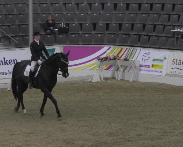 dressage horse Weltprinz M (Hanoverian, 2003, from Weltregent H)