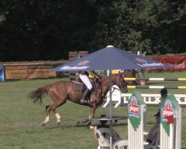 jumper Freshmaker (Hanoverian, 2007, from Forsyth)