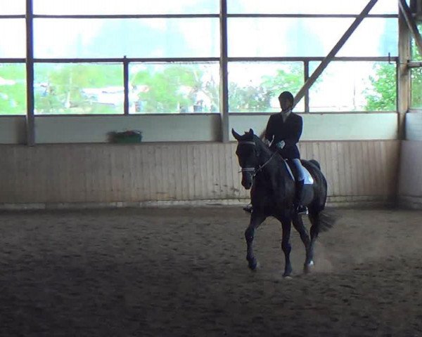 dressage horse Da Capo 185 (Hanoverian, 2005, from Depardieu 11)