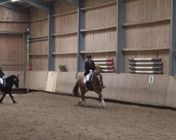 dressage horse Peter (Hanoverian, 2015) dressage horse Peter (Hanoverian, 2015)