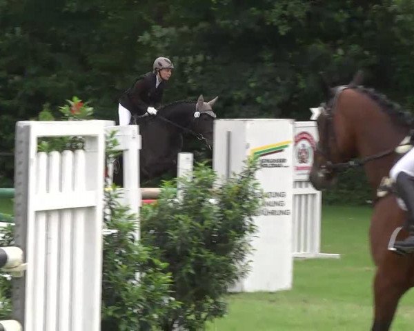 jumper Sally Ann 3 (Hanoverian, 2003, from Shakespeare in Love)
