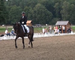 dressage horse Skagen 5 (Hanoverian, 2008, from Scolari)