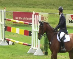jumper Alvaro 114 (Hanoverian, 2006, from Adlantus As FRH)