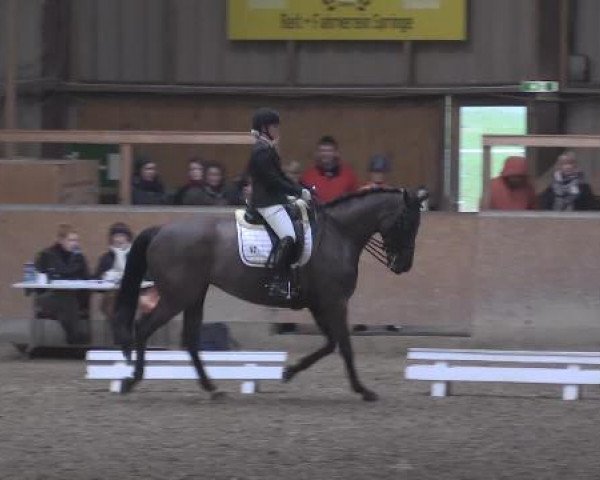 broodmare Flair v.H. (Hanoverian, 2003, from Florestan I)