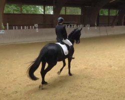 dressage horse Love Letter 4 (Hanoverian, 2001, from Latimer)