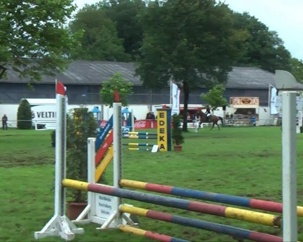 jumper Walk to Remember (Hanoverian, 2004, from Wogenbrecher)