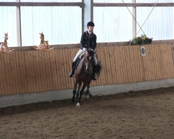 dressage horse Be Happy de Coco (Hanoverian, 2007, from Harmony's Baroncelli)