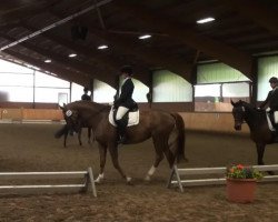 dressage horse Finessa 30 (Hanoverian, 2005, from Falsterbo)