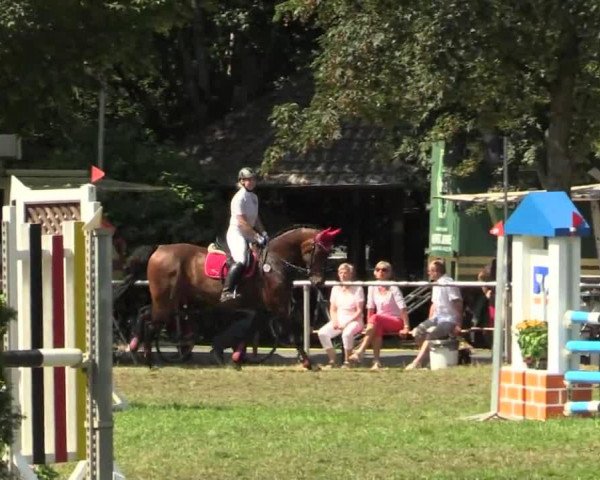 jumper Lacoste 88 (Hanoverian, 2001, from Landclassic) jumper Lacoste 88 (Hanoverian, 2001, from Landclassic)