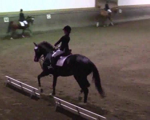 jumper Rambo 414 (Hanoverian, 2001, from Raphael)