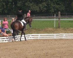 dressage horse Darlington 15 (Hanoverian, 2008, from Don Frederico)
