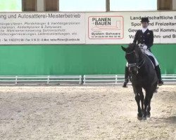 dressage horse Far Beyond Vermont (Hanoverian, 2000, from Fabriano)