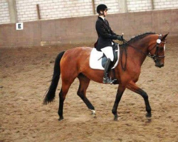dressage horse Whitney 308 (Hanoverian, 1999, from Weltmeyer)