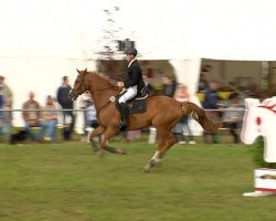 Springpferd Le Pandoer (Hannoveraner, 2003, von Le Primeur)